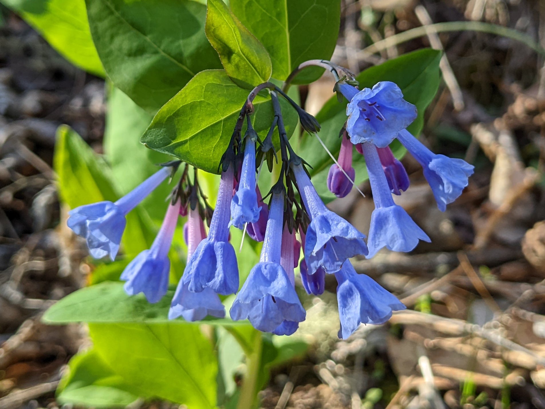 Mertensia virginica - Virginia Bluebells