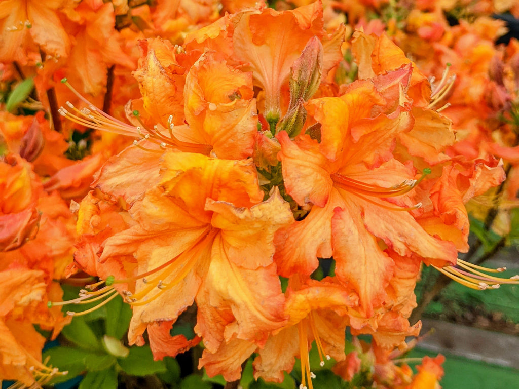 Rhododendron 'Gibraltar' (Exbury)