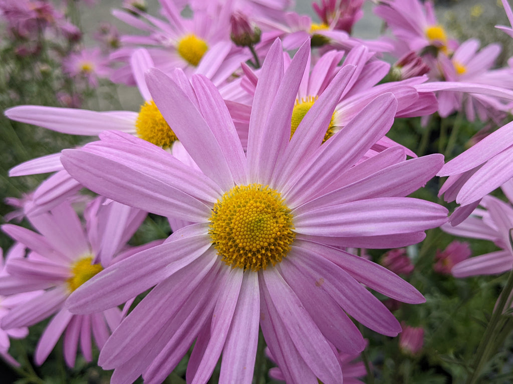 Perennial Chrysanthemum - Ryan's Pink