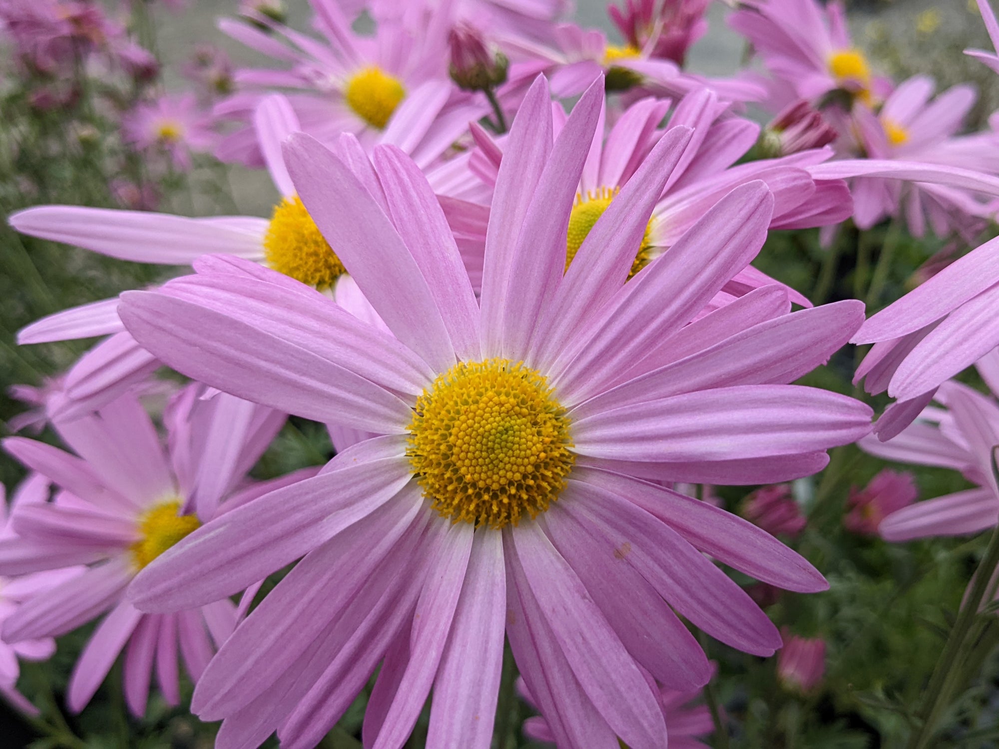 Perennial Chrysanthemum - Ryan's Pink