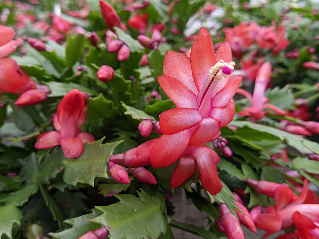 Holiday Cactus