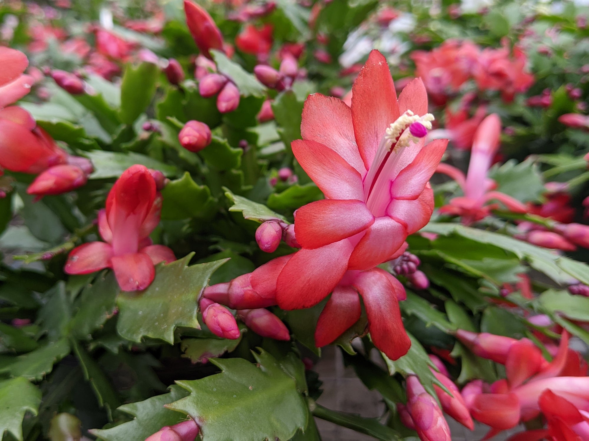 Holiday Cactus