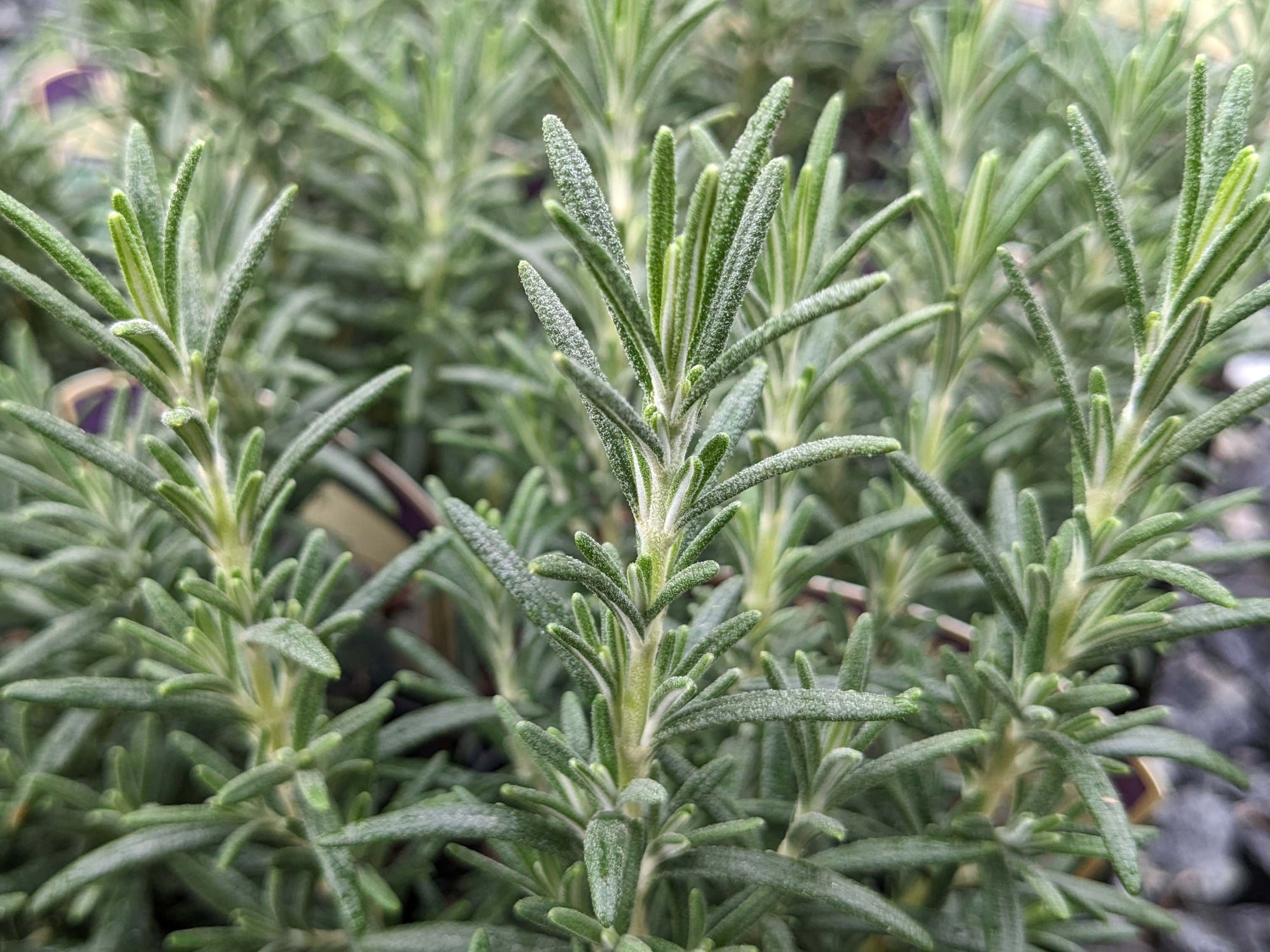 Rosemary 'Arp'