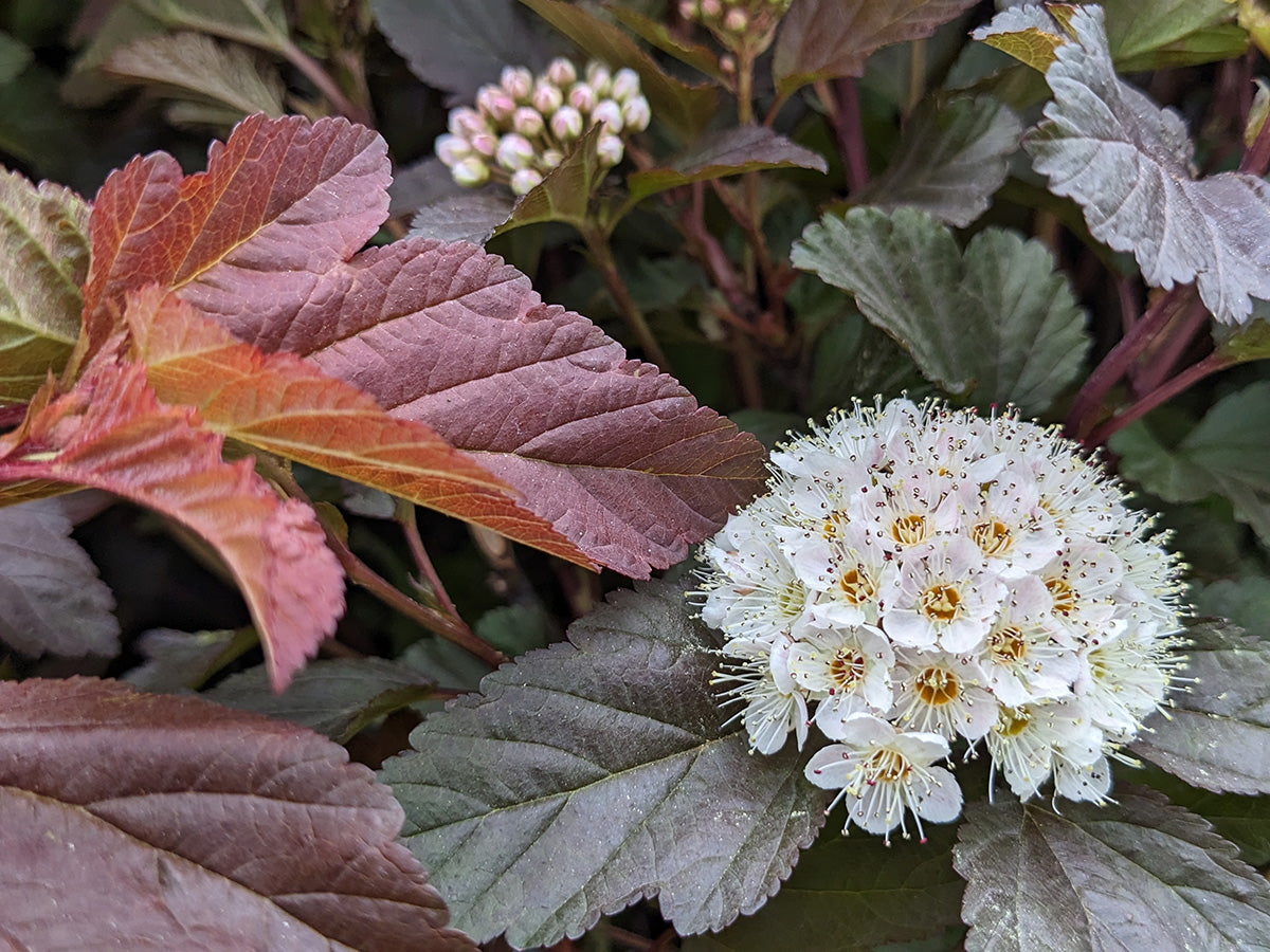 Physocarpus opulifolius 'Ginger Wine'
