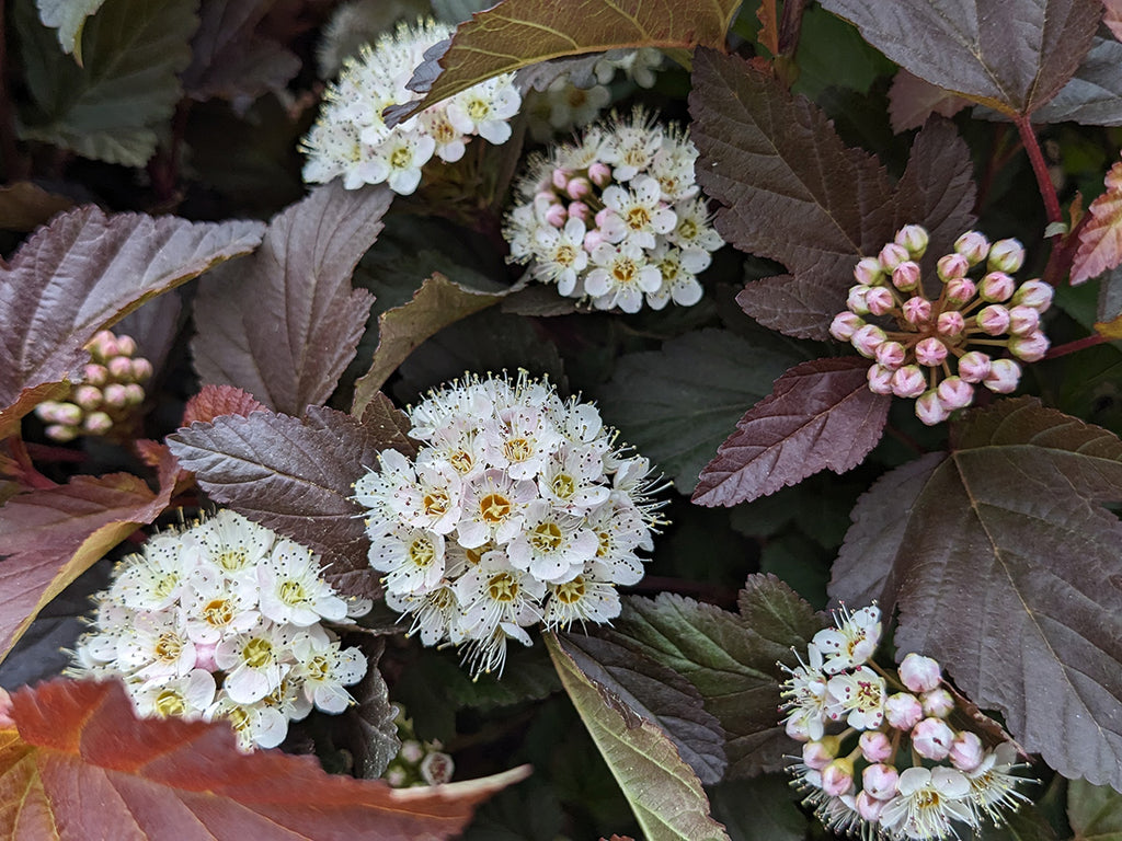 Physocarpus opulifolius 'Ginger Wine'