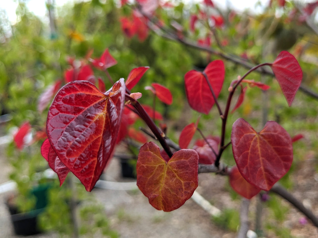 Cercis canadensis - Flame Thower®