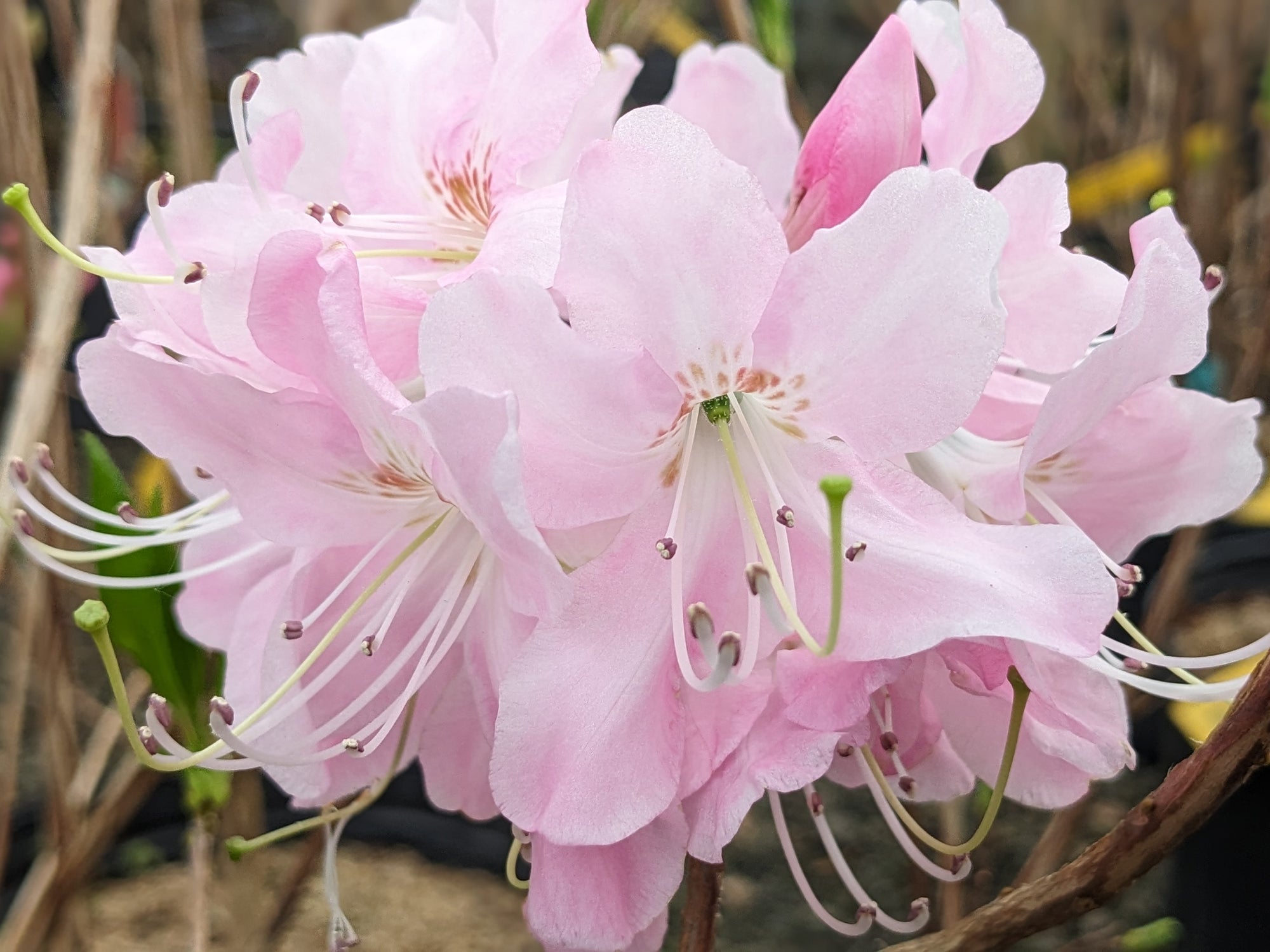 Rhododendron vaseyi - Pinkshell Azalea