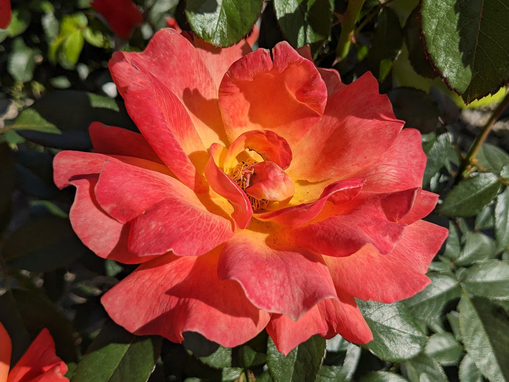 Rose - Livin' Easy