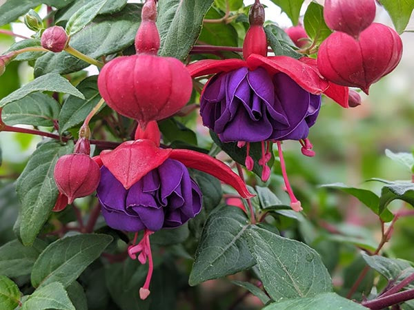 Fuchsia 10" Hanging Baskets
