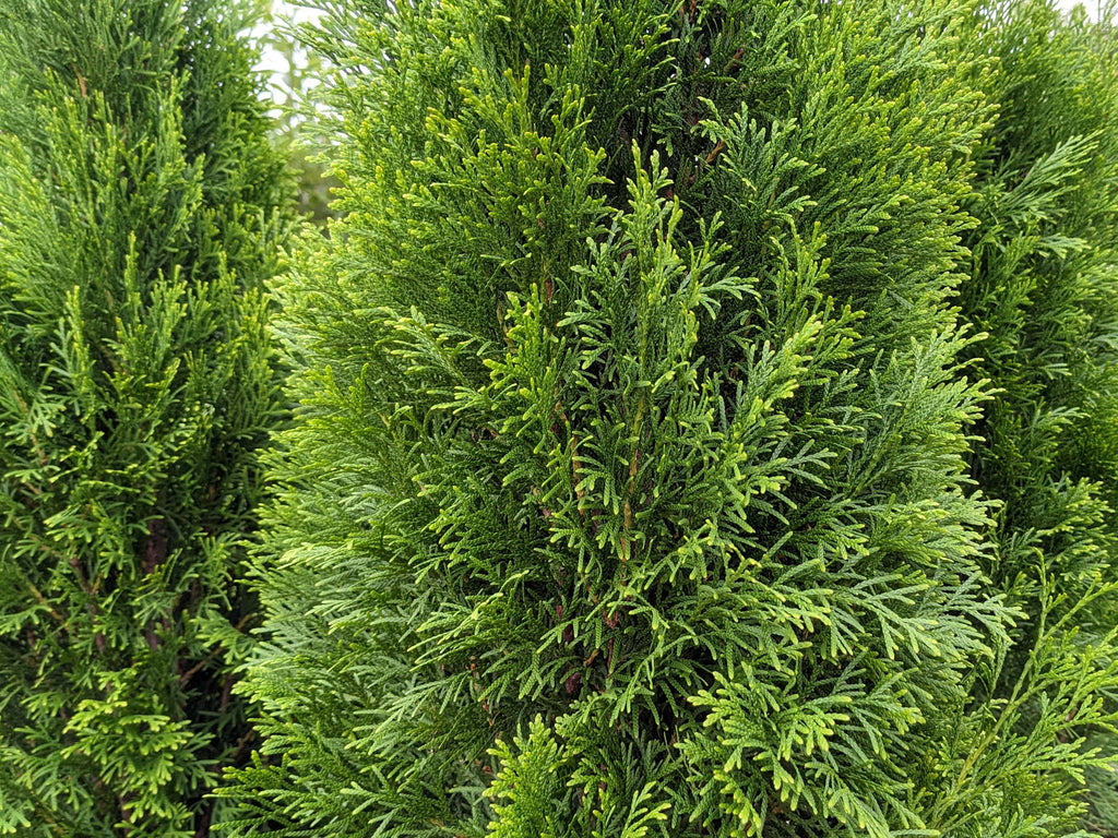 Emerald Green Arborvitae (THUJA OCC. SMARAGD) - 3 gallon 36"