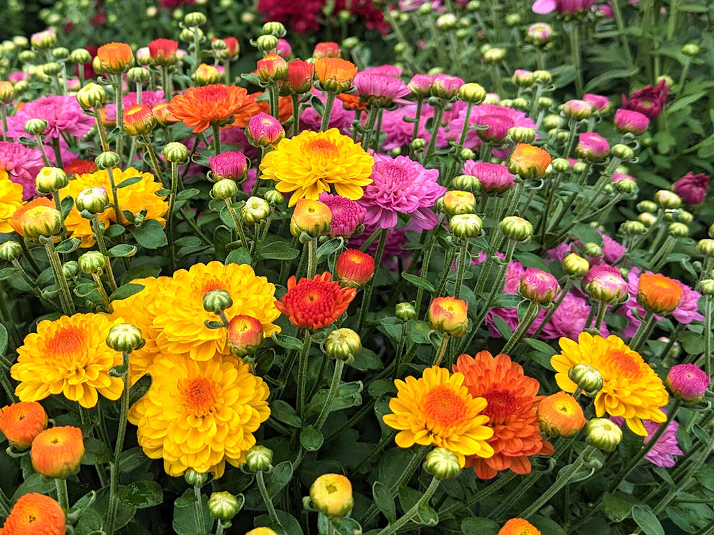 Chrysanthemum - Tri-color Combo