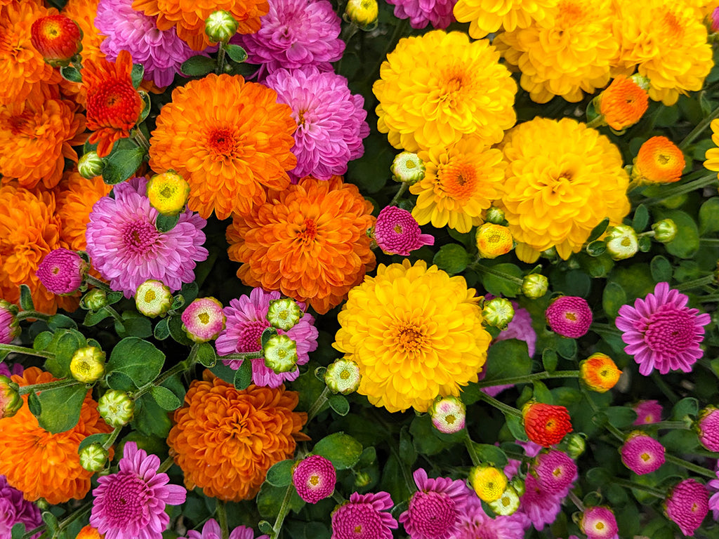 Chrysanthemum - Tri-color Combo