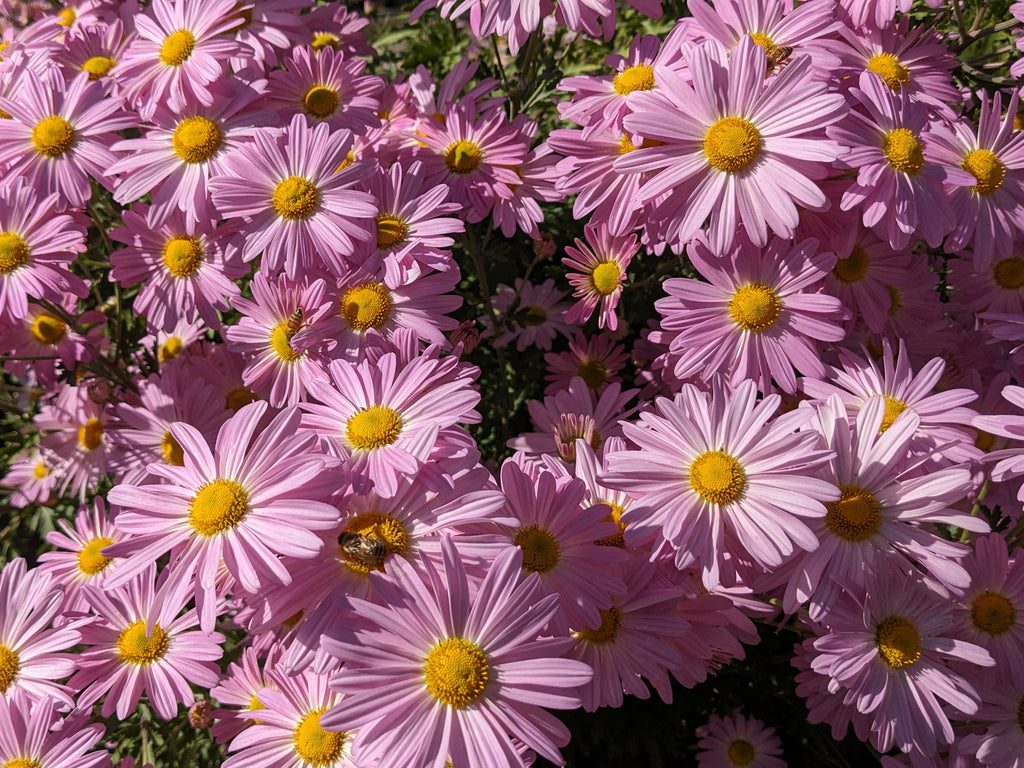 Perennial Chrysanthemum - Ryan's Pink