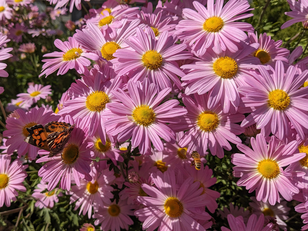 Perennial Chrysanthemum - Ryan's Pink