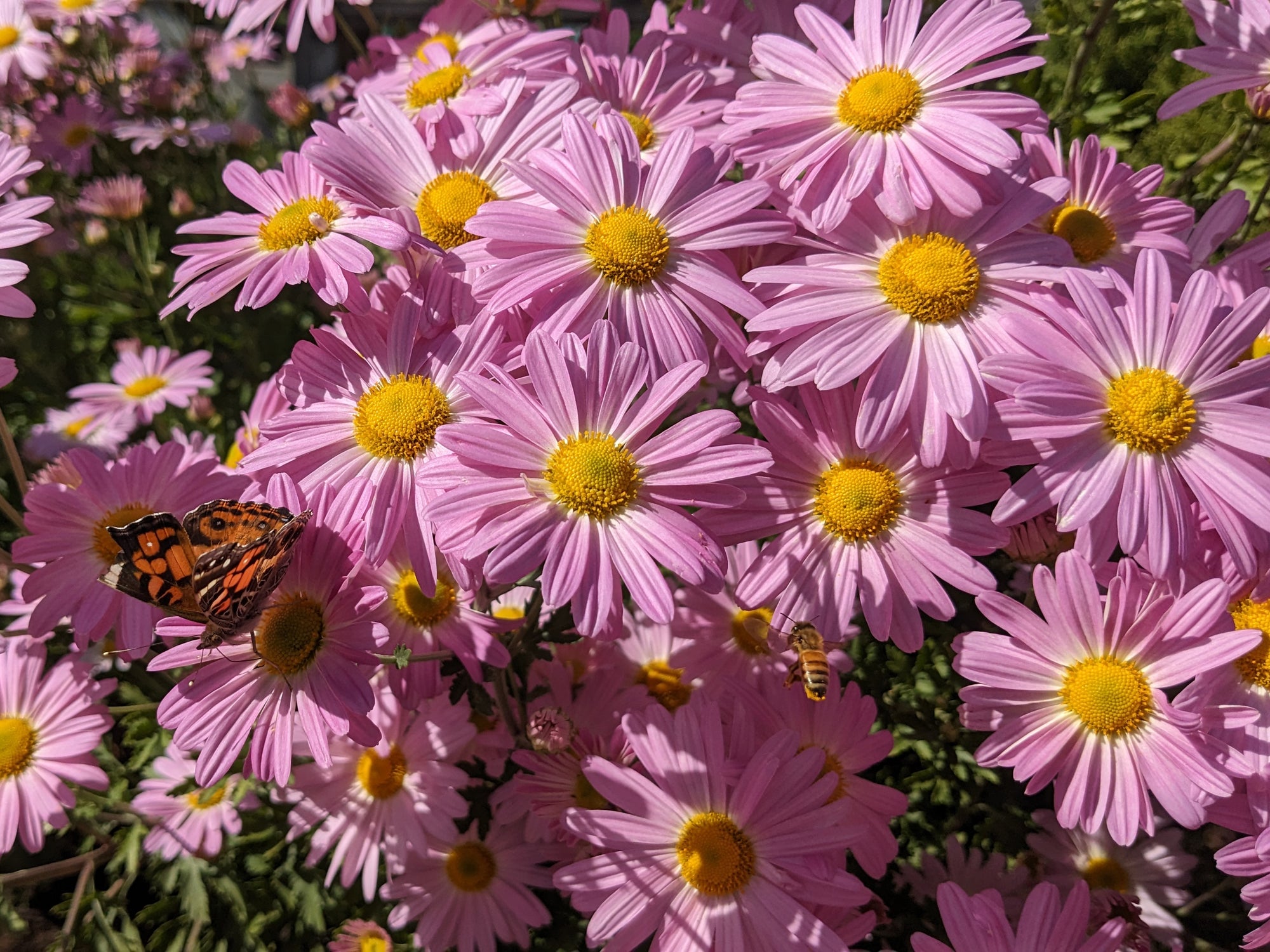Perennial Chrysanthemum - Ryan's Pink
