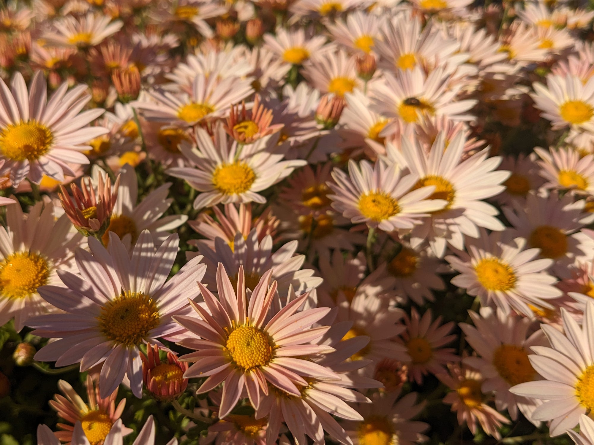 Perennial Chrysanthemum 'Single Apricot'