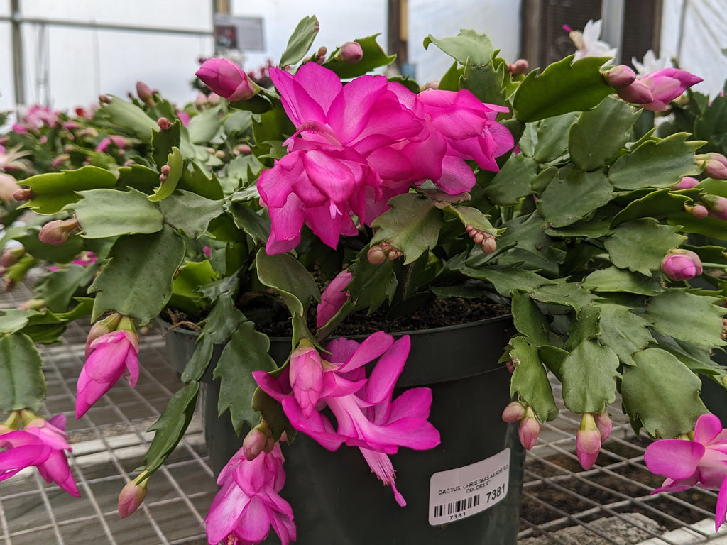 Holiday Cactus