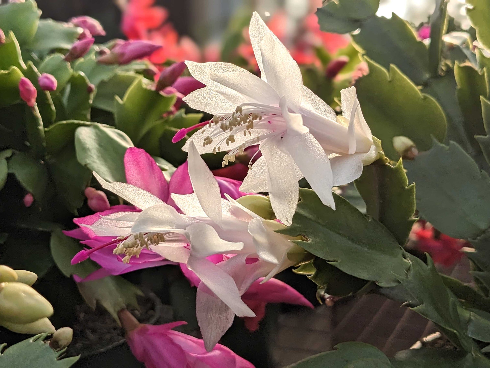 Holiday Cactus