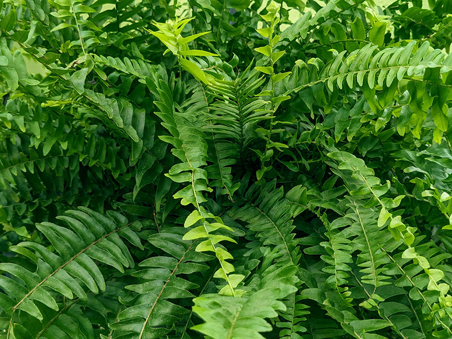 Boston Fern