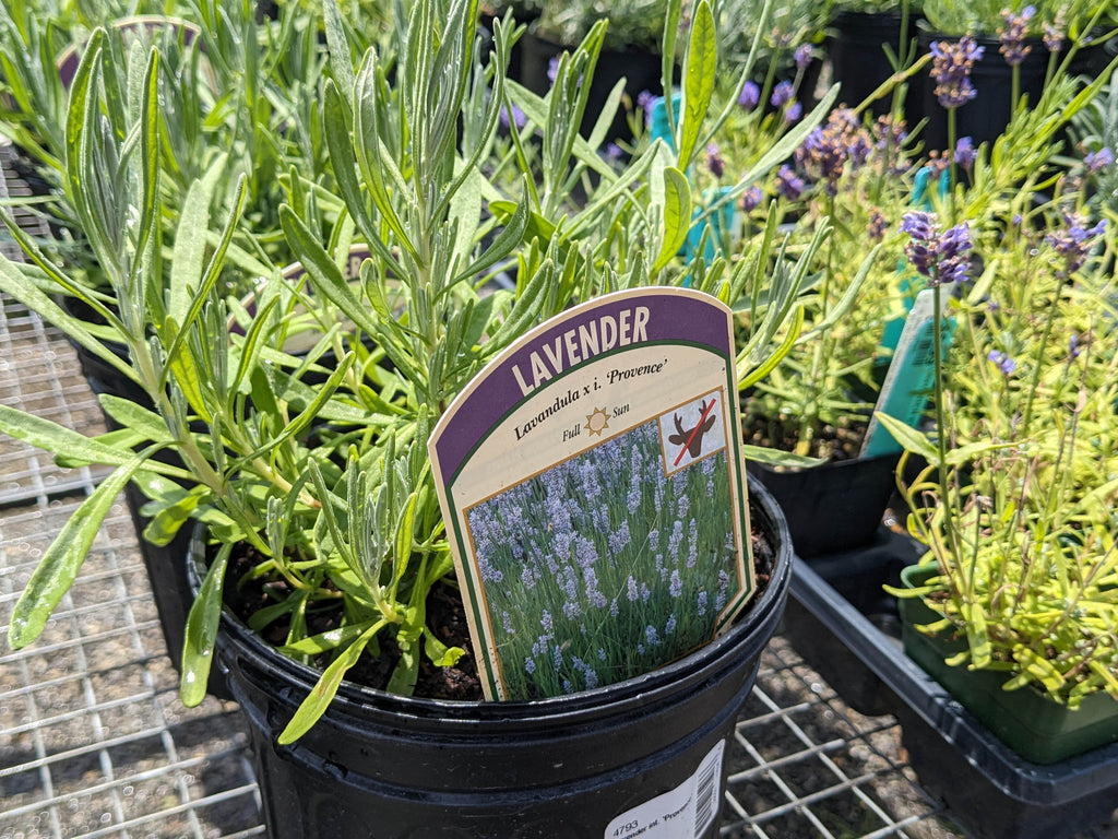 Lavender 'Provence'