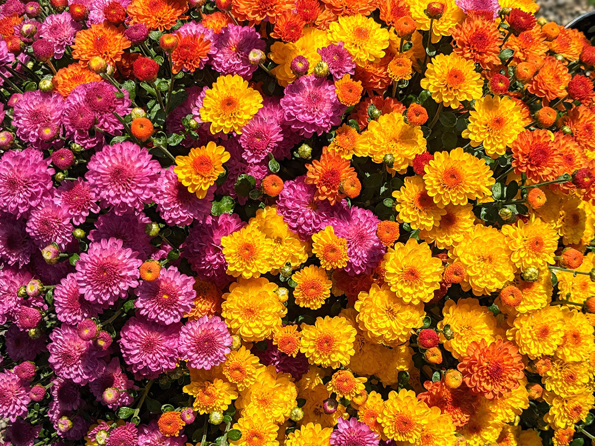 Chrysanthemum - Tri-color Combo