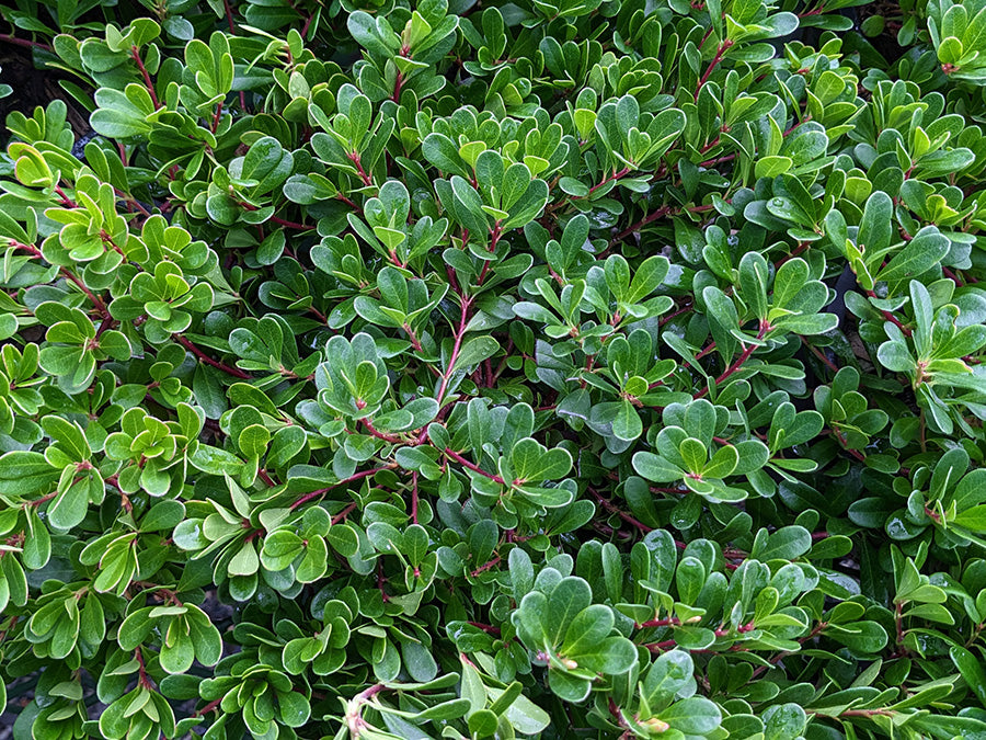 Arctostaphylos uva ursi - Bearberry 'Massachusetts'