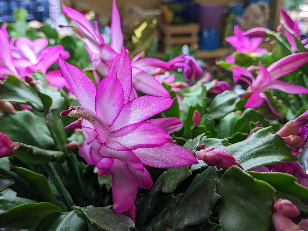 Holiday Cactus