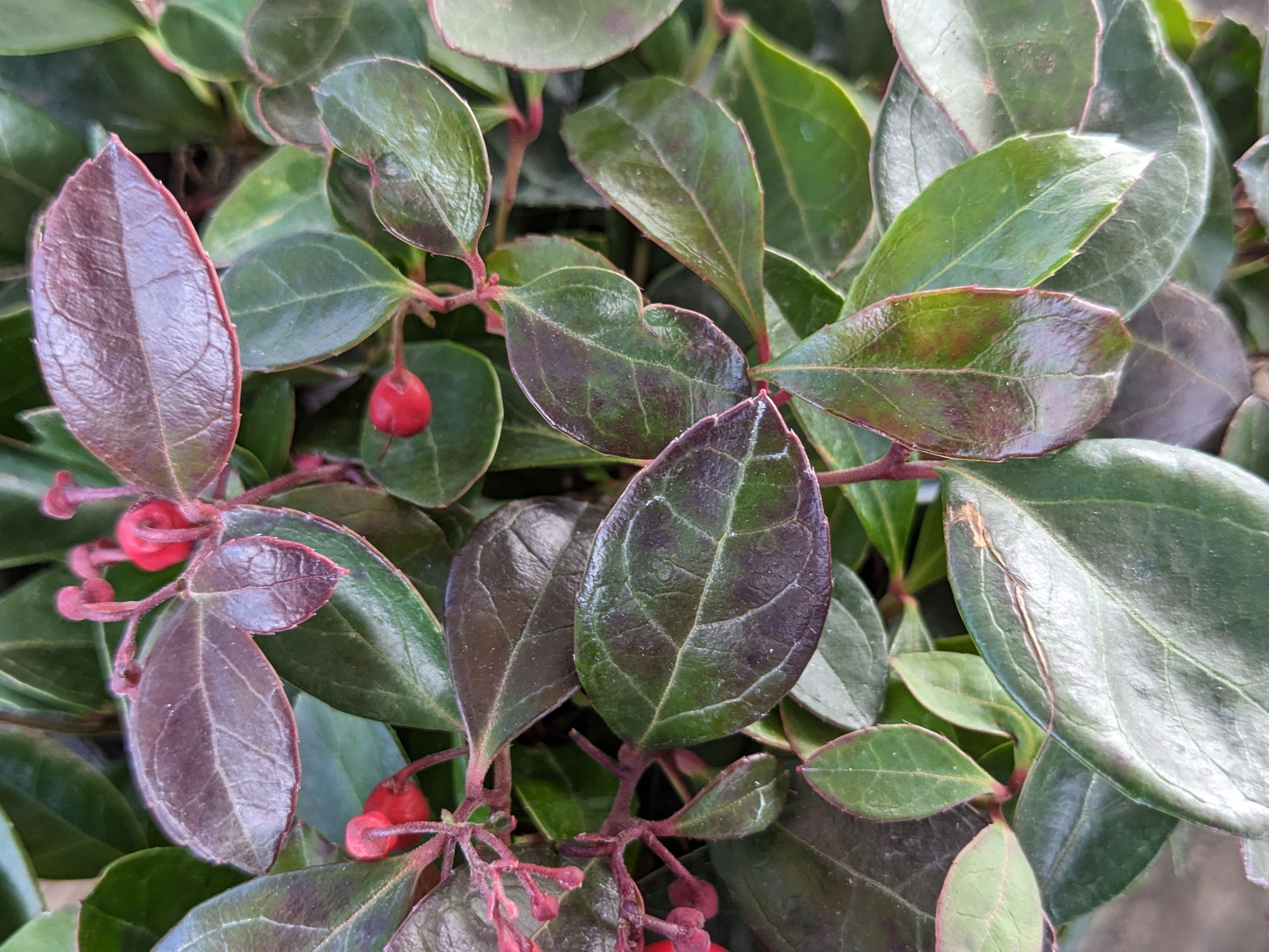 Gaultheria procumbens - American Winterberry