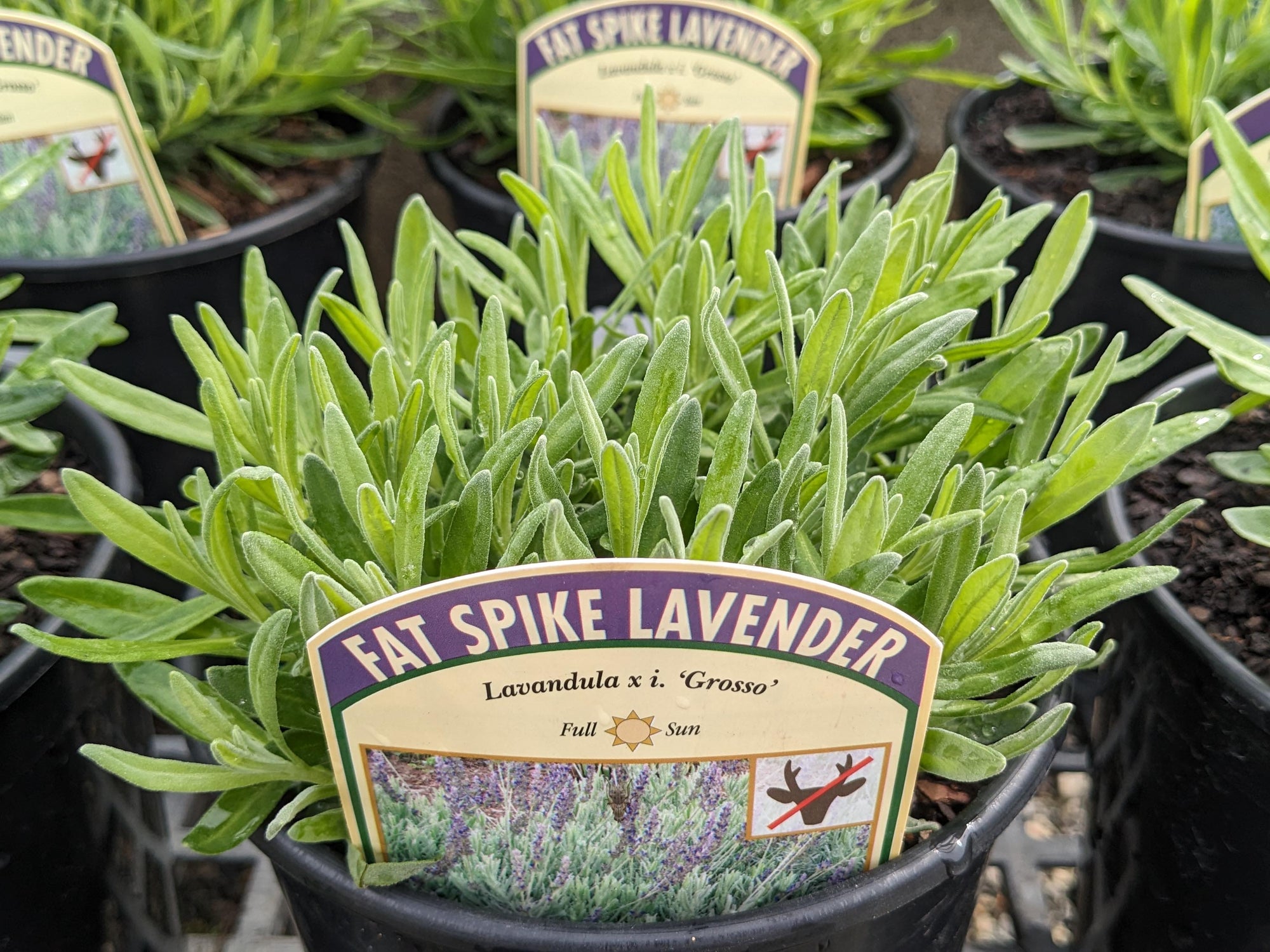Lavender 'Grosso'