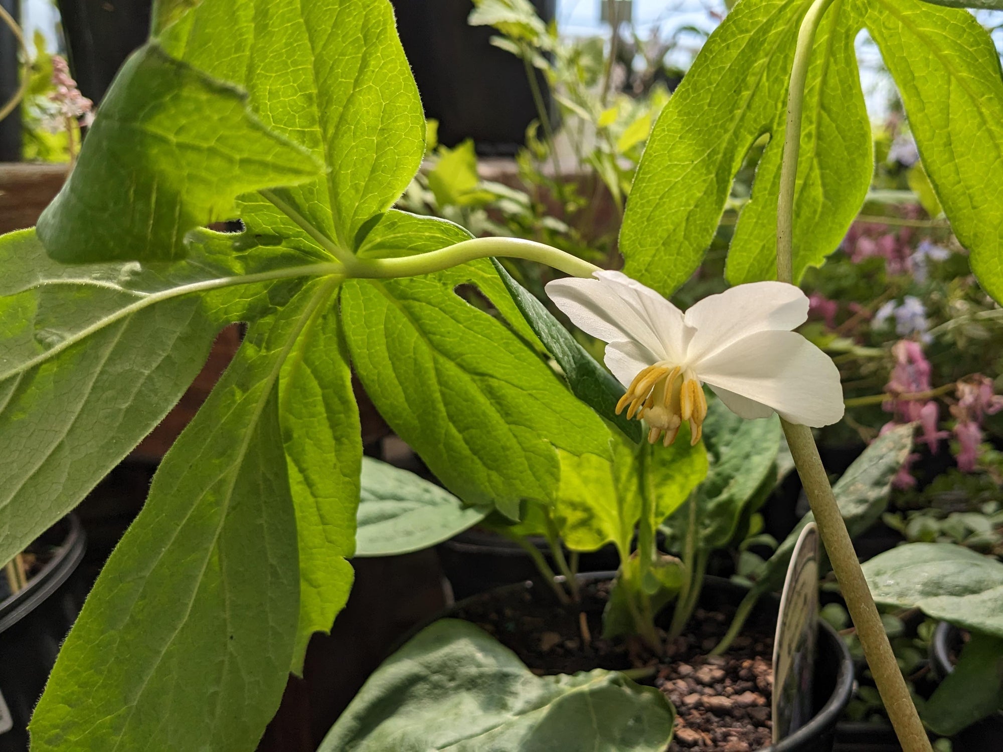 Podophyllum peltatum - Mayapple