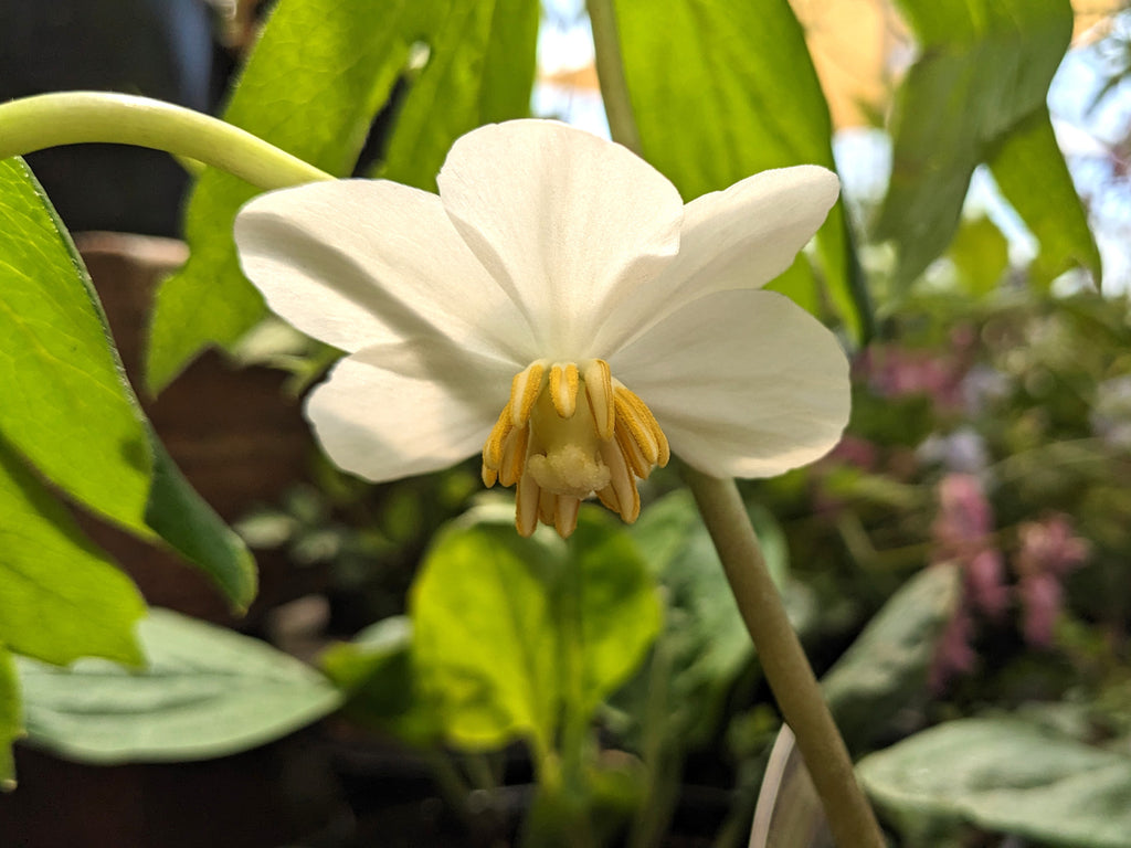Podophyllum peltatum - Mayapple