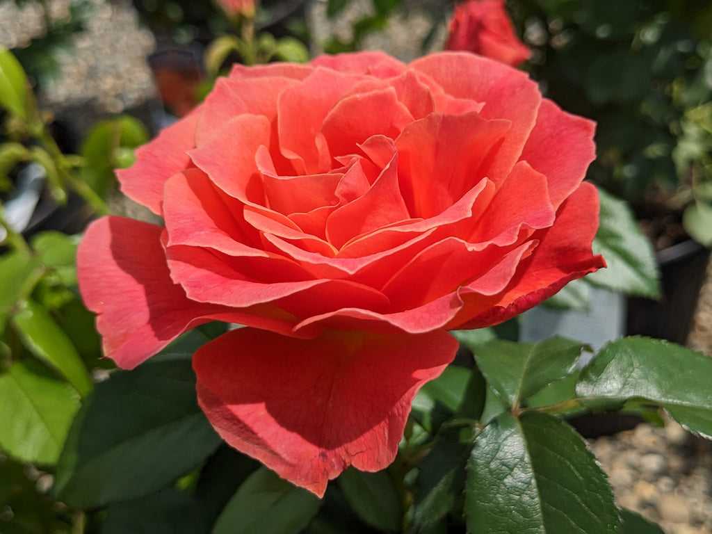 Rose - Livin' Easy