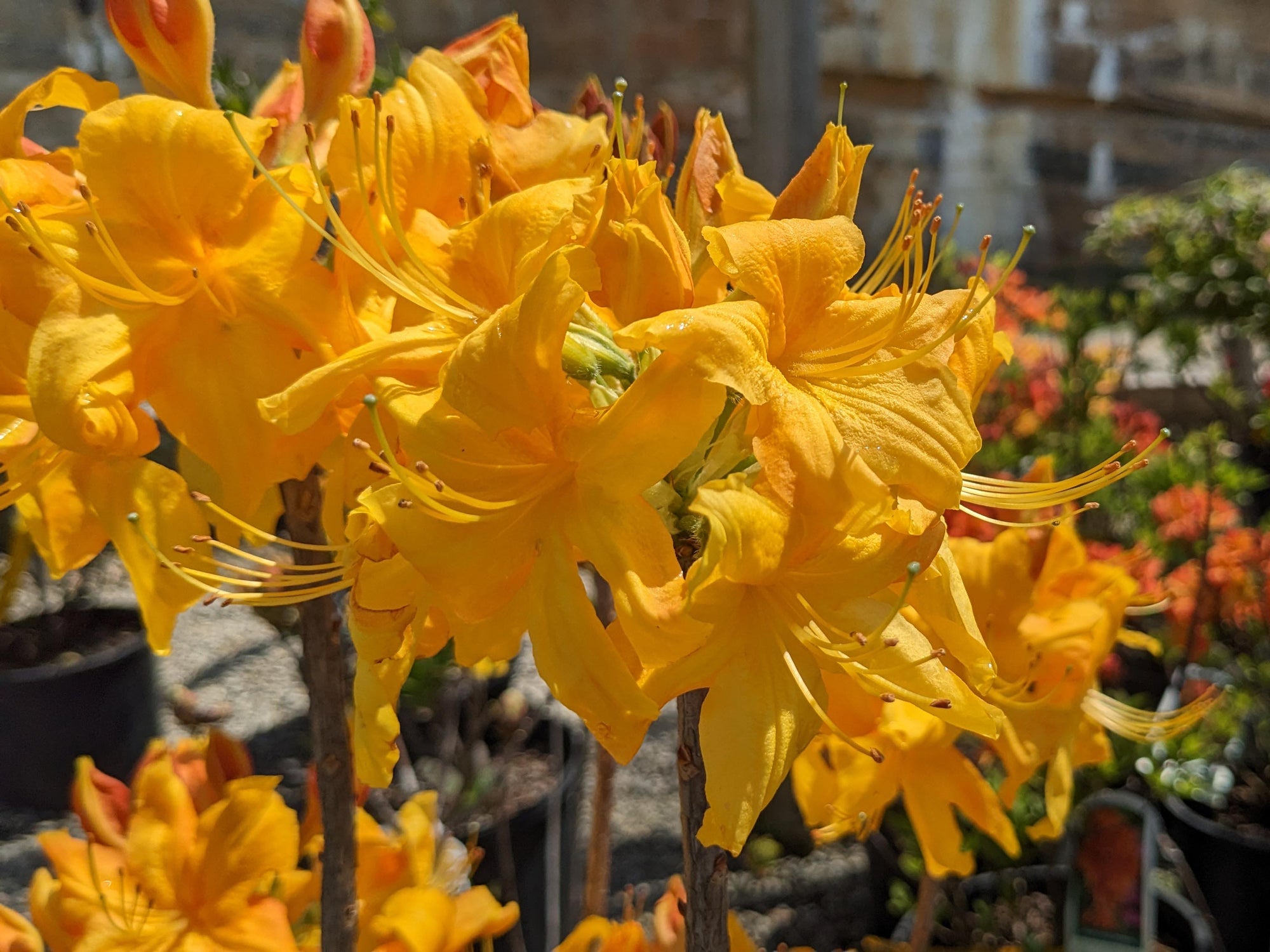 Rhododendron 'Klondyke' (Exbury)