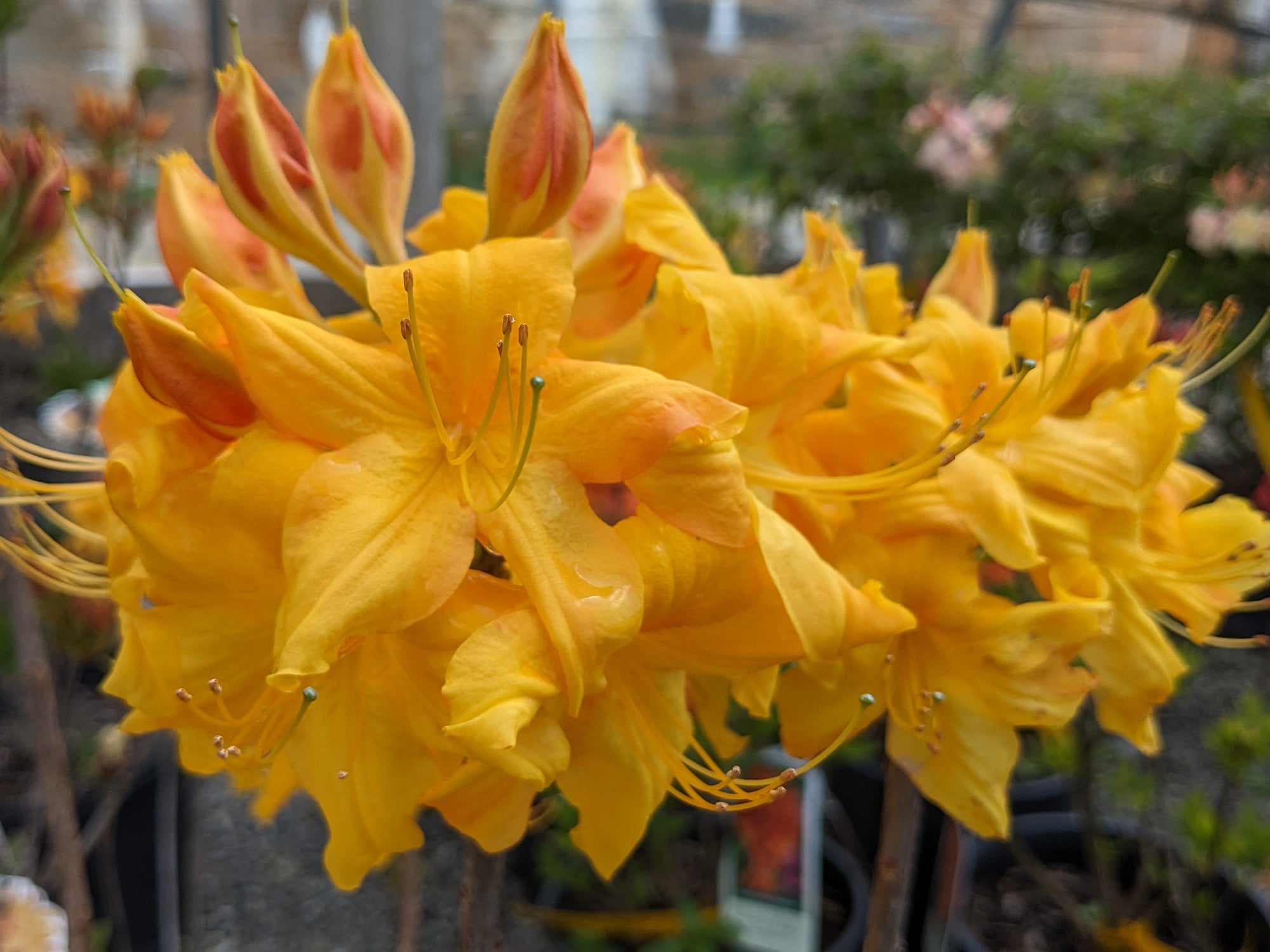 Rhododendron 'Klondyke' (Exbury)