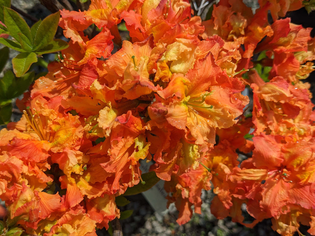 Rhododendron 'Gibraltar' (Exbury)