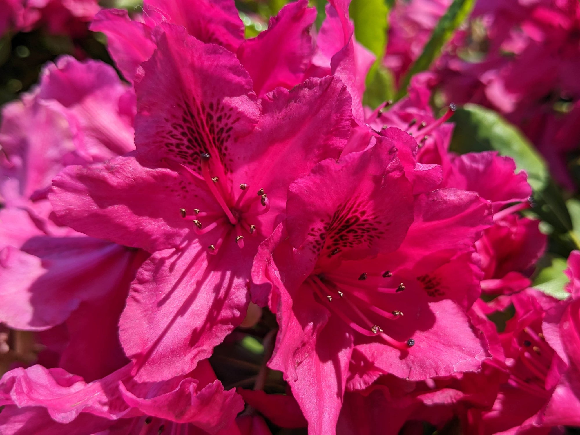 Rhododendron 'Nova Zembla'