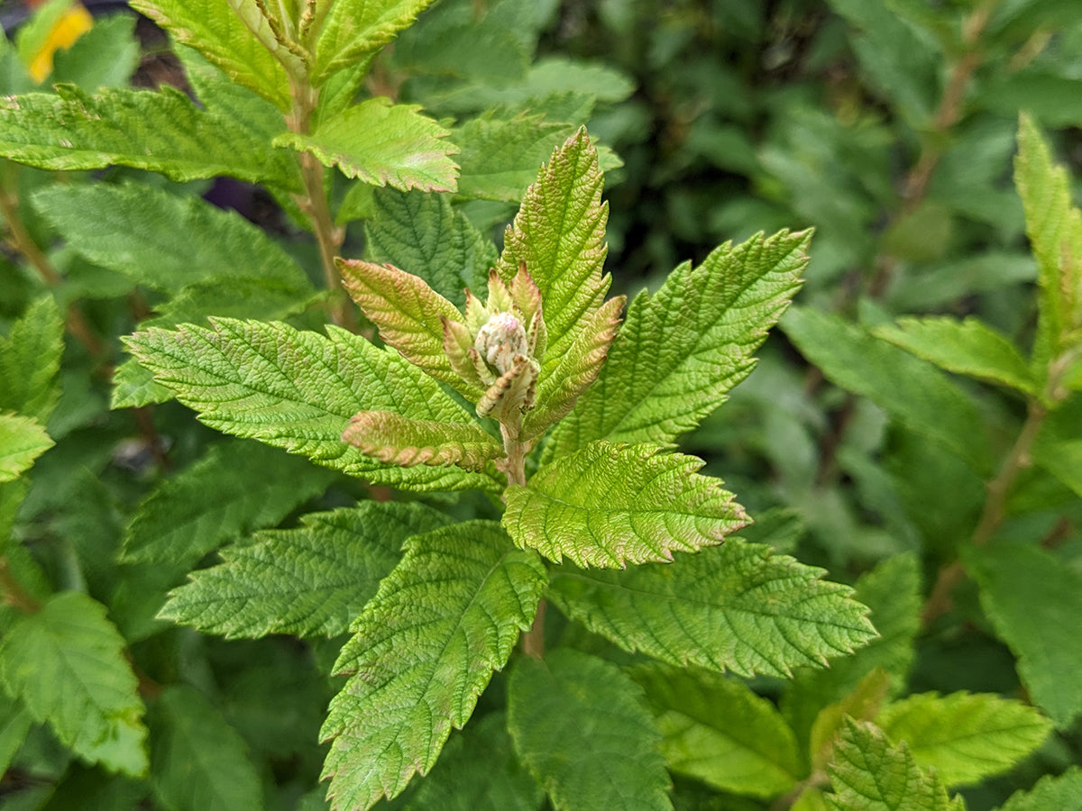 Spiraea tomentosa - Steeplebush