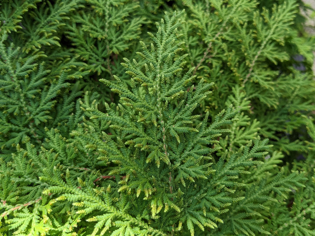 Arborvitae Fern