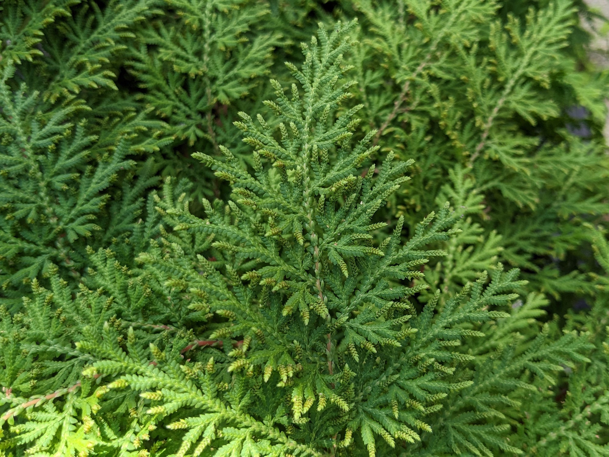 Arborvitae Fern