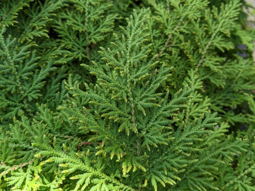 Arborvitae Fern