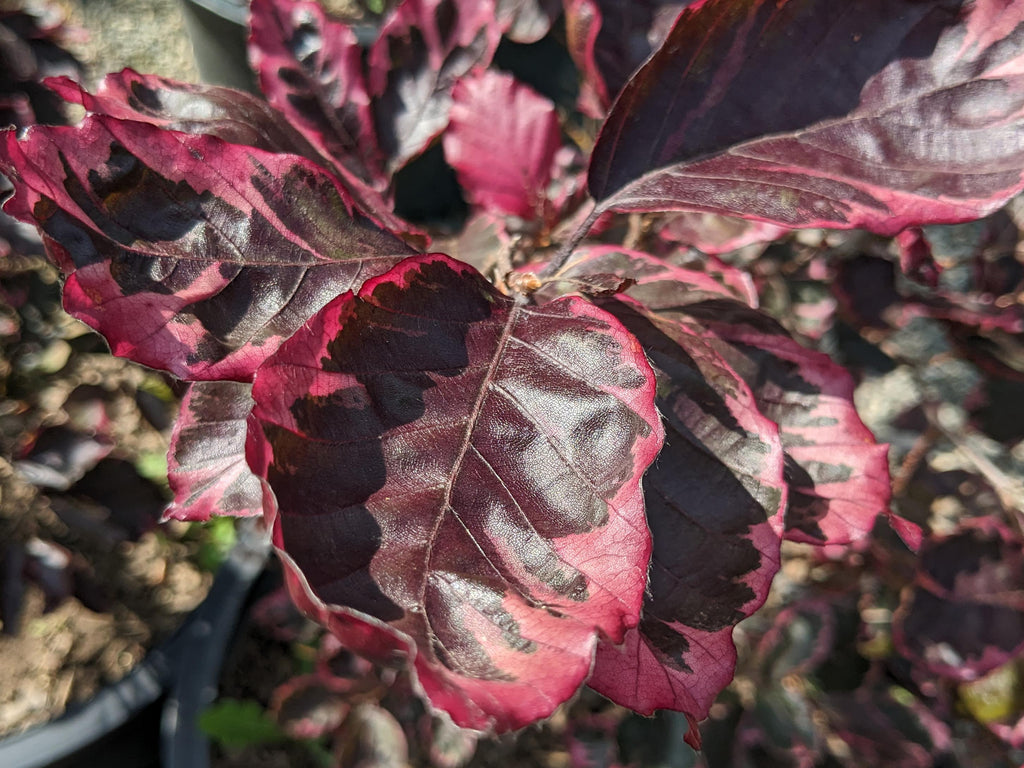 Fagus sylvatica 'Roseo-marginata'