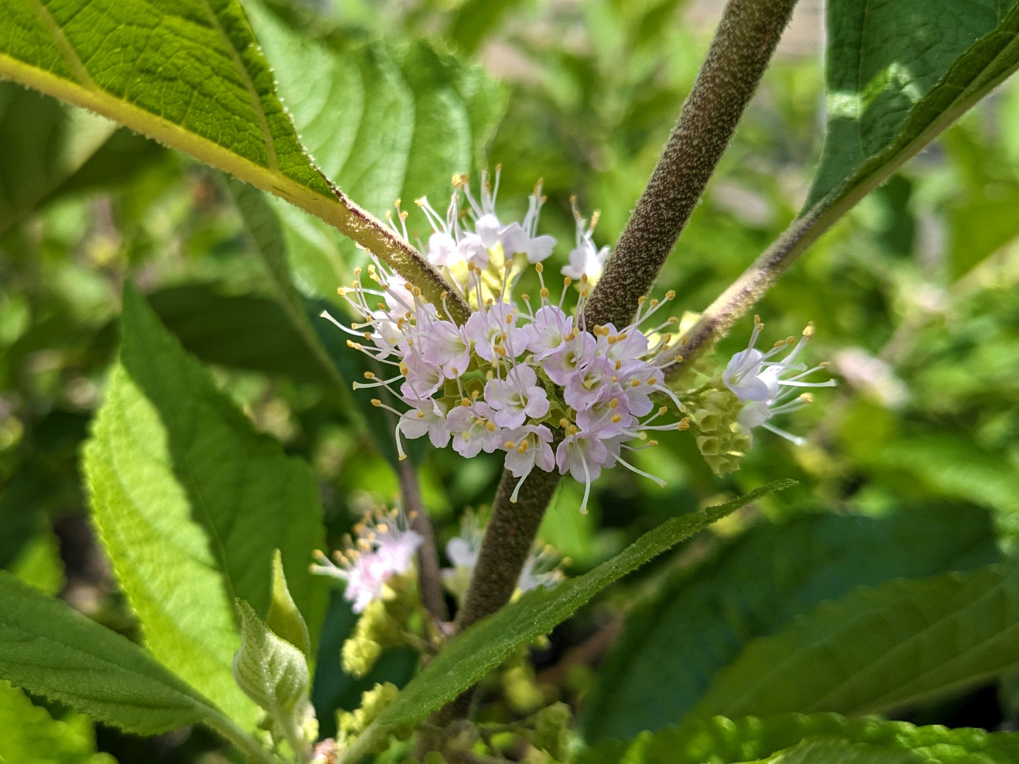 Tiny little white/pink flowers of the Callicarpa americana.