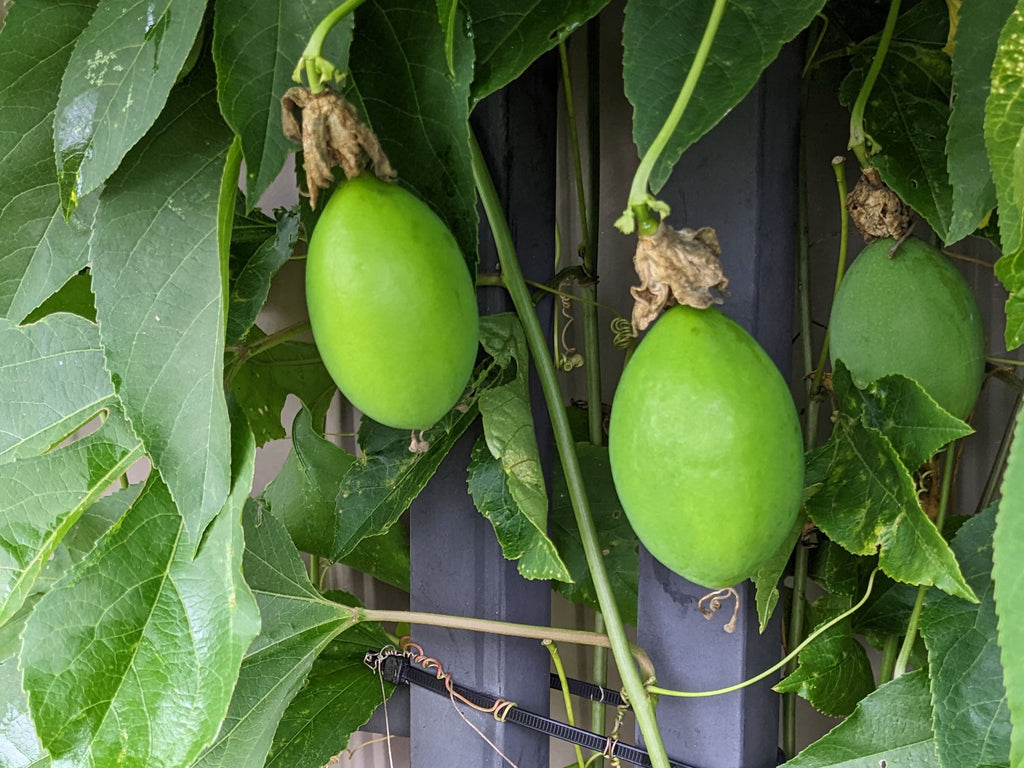Passiflora incarnata - Native Passionflower