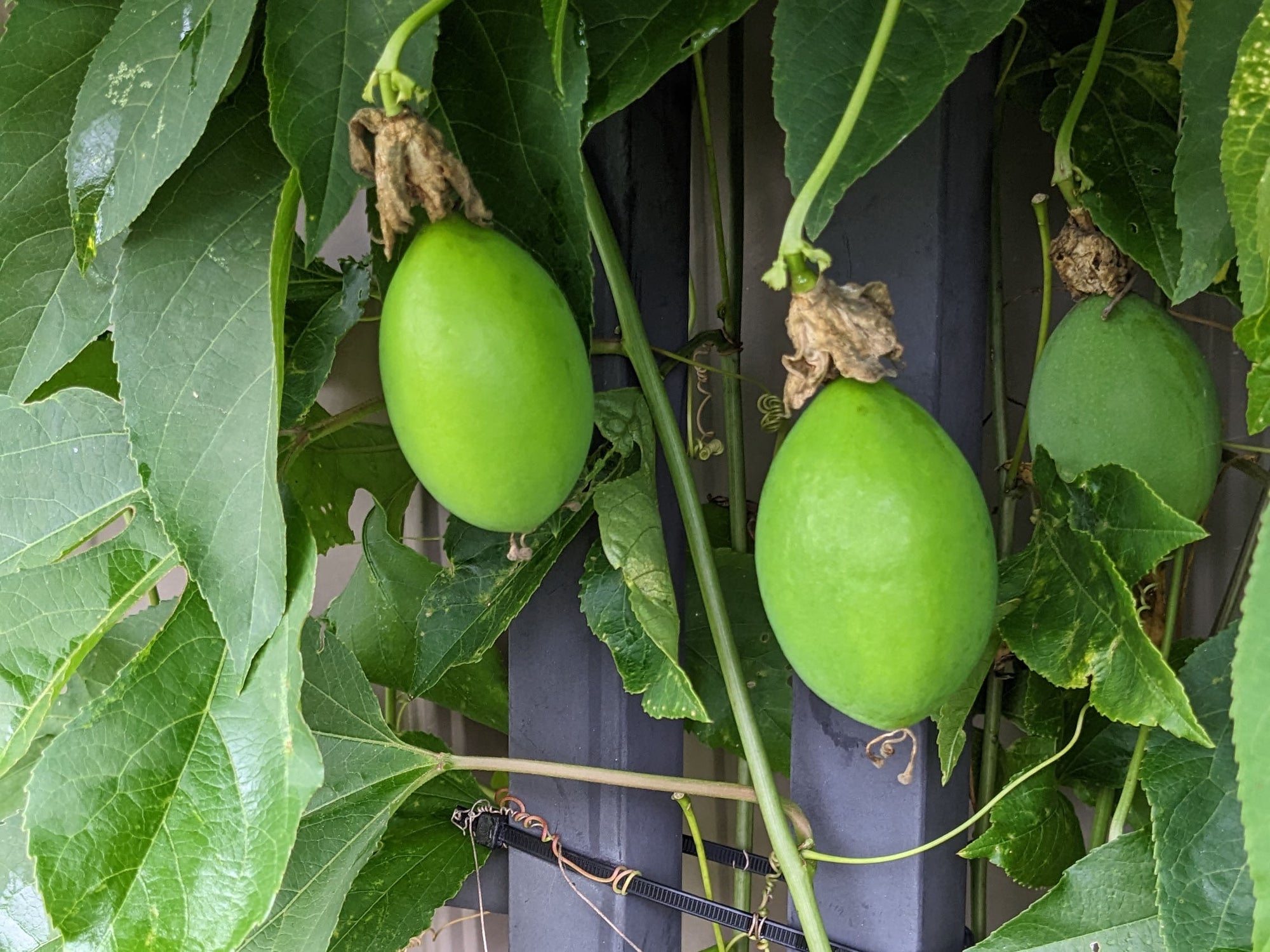 Passiflora incarnata - Native Passionflower
