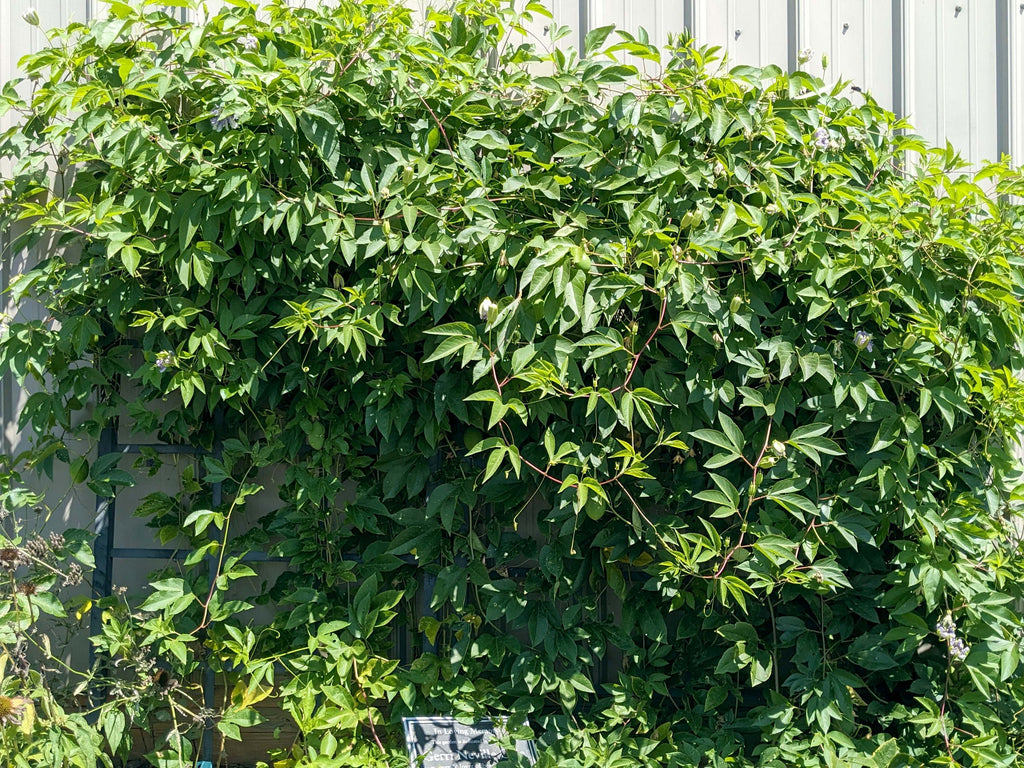 Passiflora incarnata - Native Passionflower