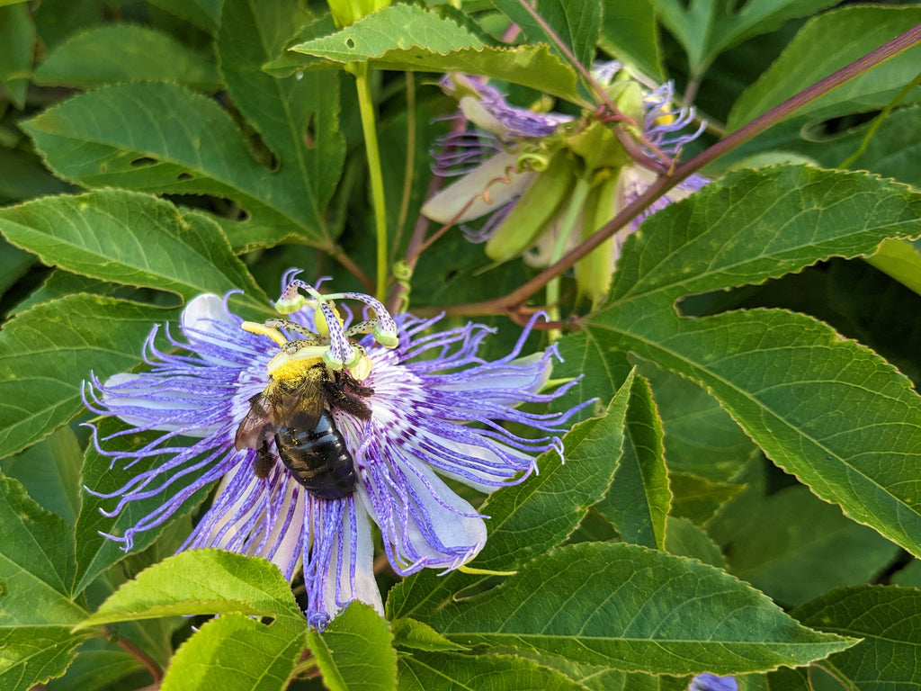 Passiflora incarnata - Native Passionflower