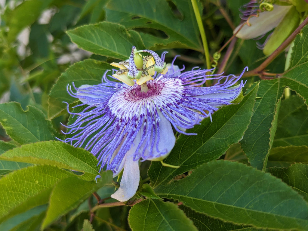 Passiflora incarnata - Native Passionflower