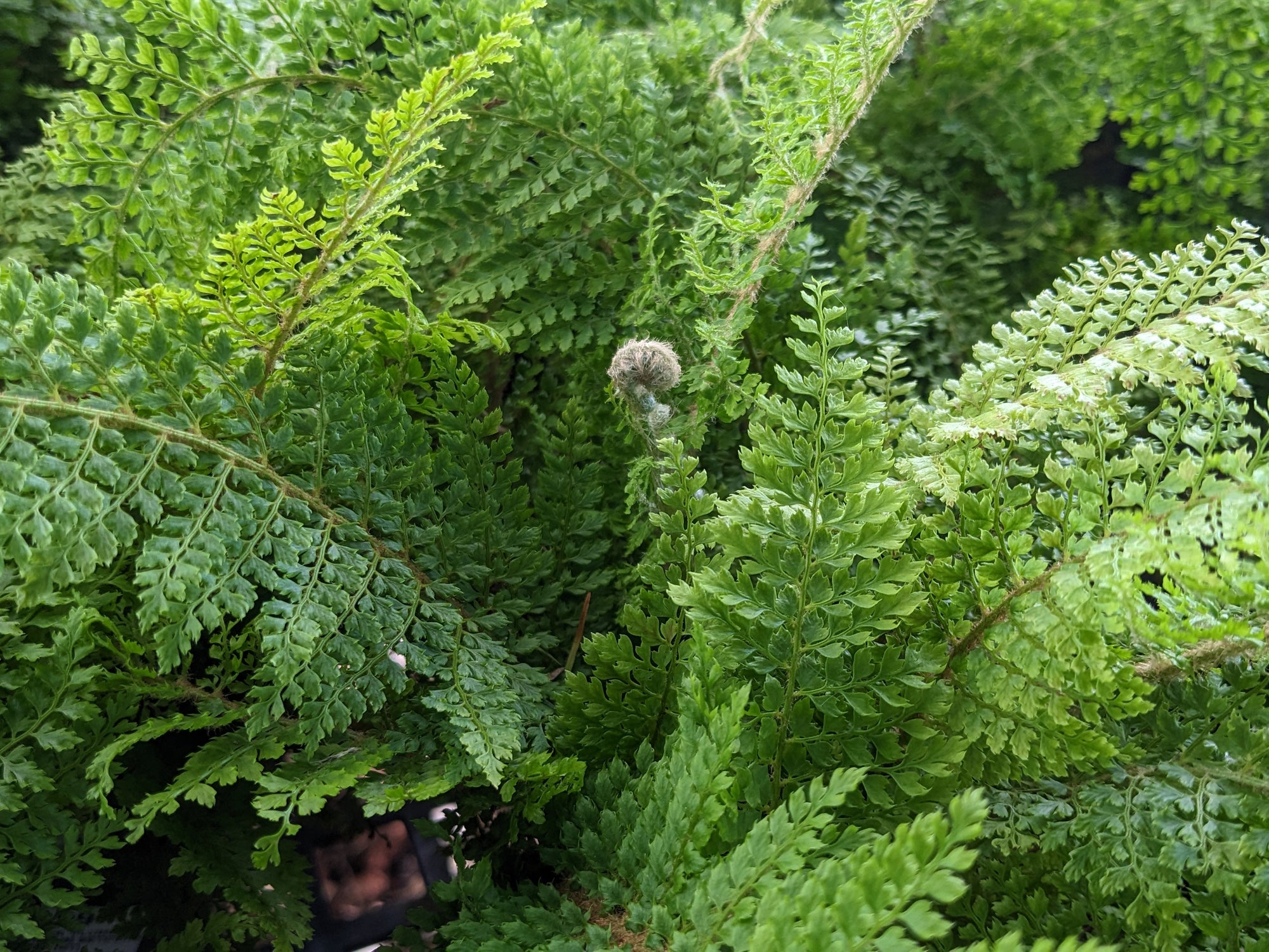 Polystichum setiferum 'Plumoso Densum' - Crested Soft Shield Fern