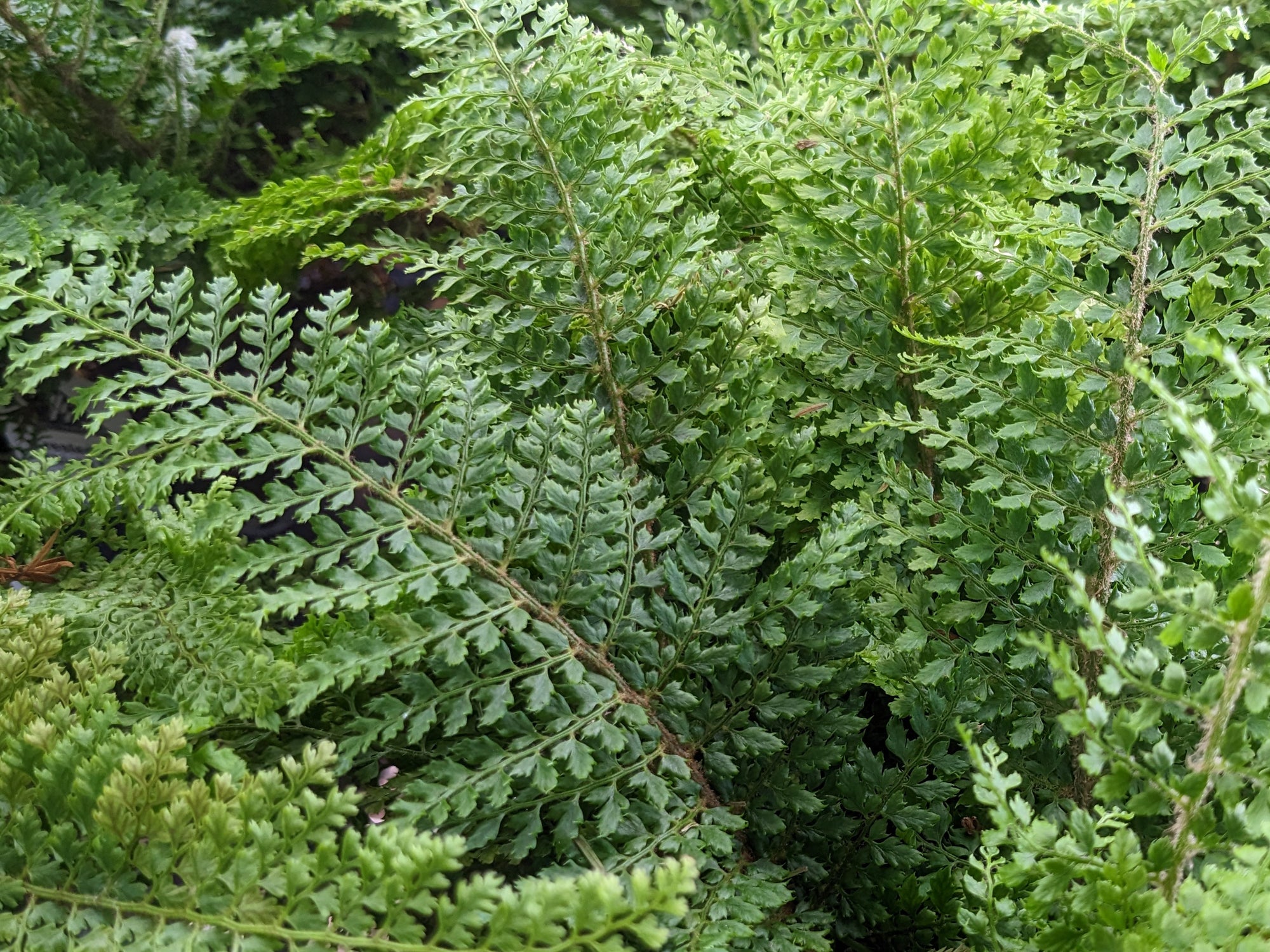 Polystichum setiferum 'Plumoso Densum' - Crested Soft Shield Fern