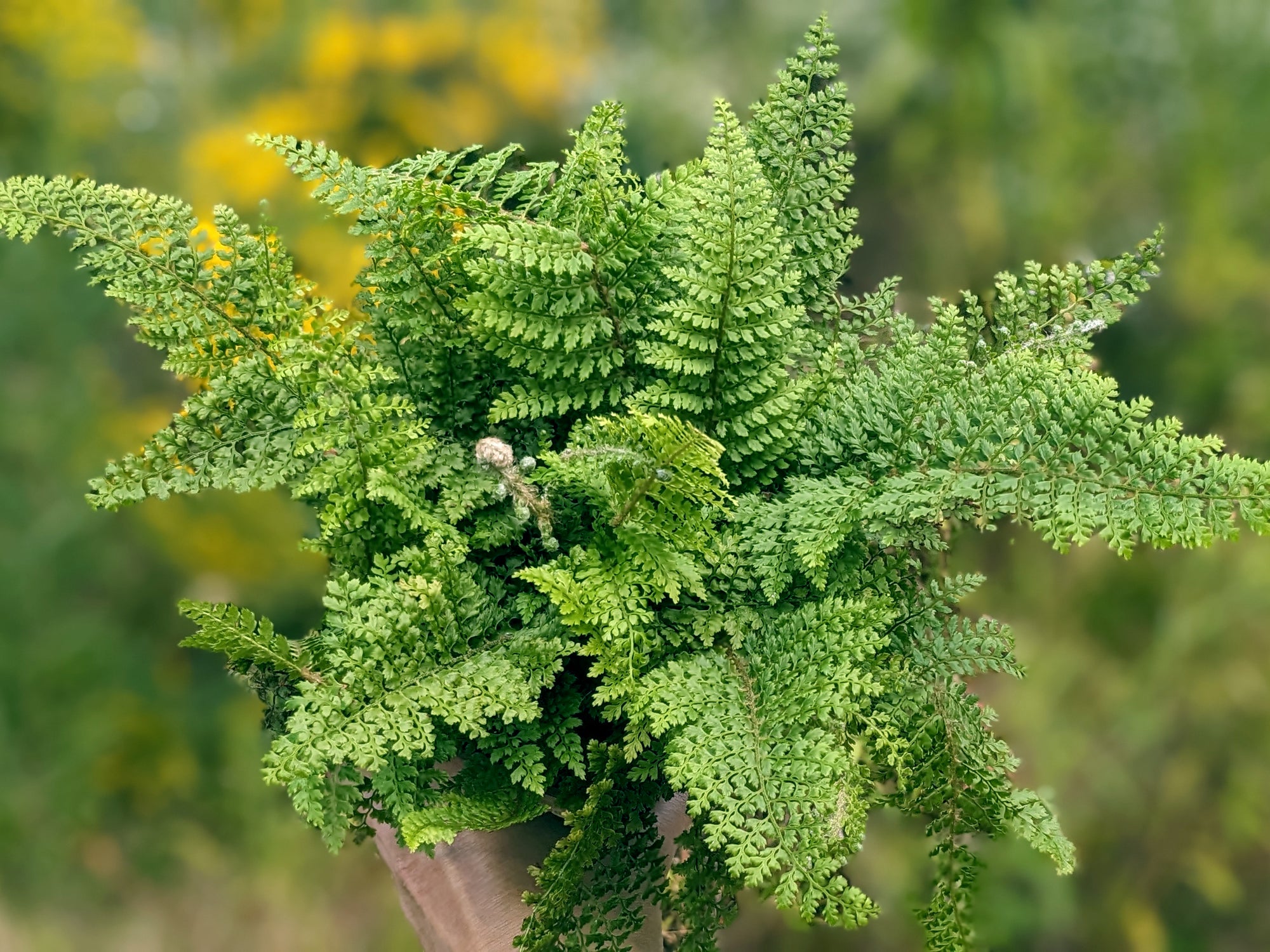 Polystichum setiferum 'Plumoso Densum' - Crested Soft Shield Fern